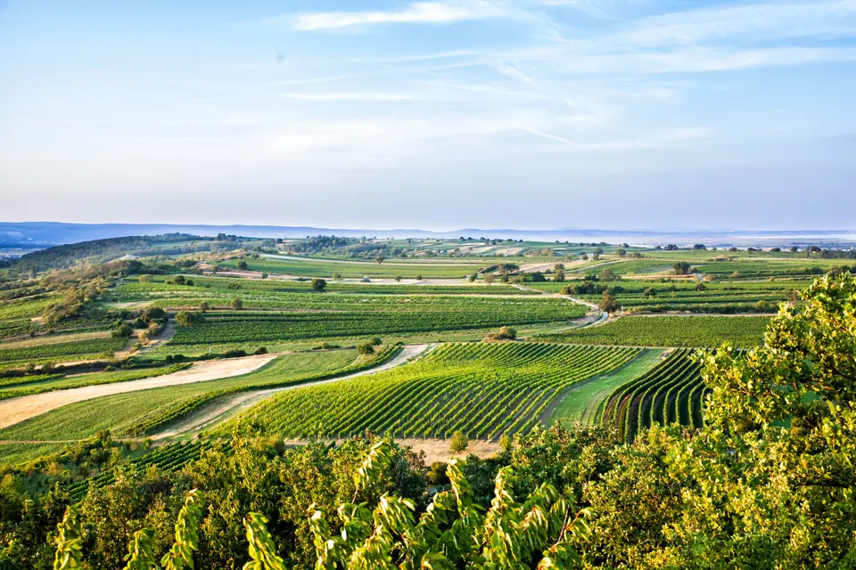 Weingärten des Weinguts Wind mit Blick Richtung Neusiedler See